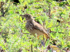 Galerida magnirostris magnirostris