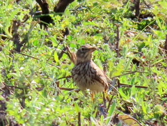 Galerida magnirostris magnirostris