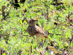 Galerida magnirostris magnirostris