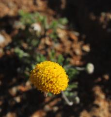 Foveolina dichotoma