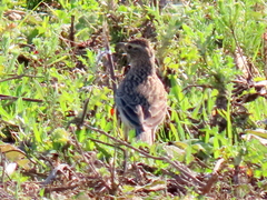 Galerida magnirostris magnirostris