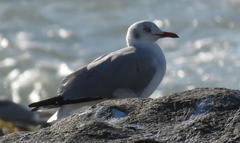 Chroicocephalus cirrocephalus poiocephalus