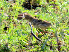 Galerida magnirostris magnirostris