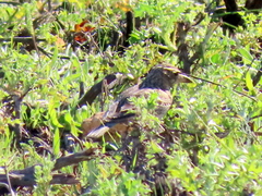 Galerida magnirostris magnirostris