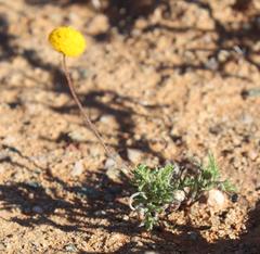 Foveolina dichotoma
