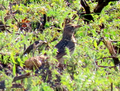 Galerida magnirostris magnirostris