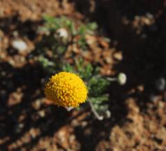 Foveolina dichotoma