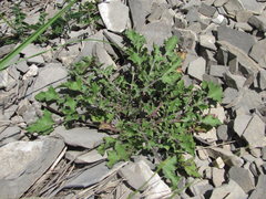 Crepis sonchifolia