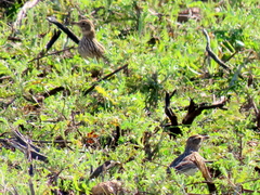 Galerida magnirostris magnirostris