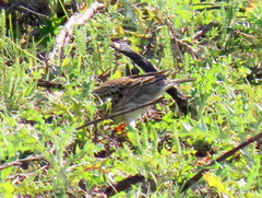 Galerida magnirostris magnirostris
