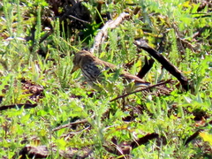 Galerida magnirostris magnirostris