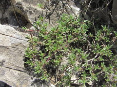Thymus daghestanicus