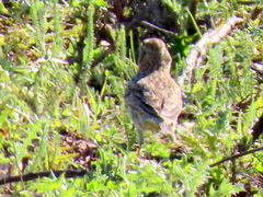 Galerida magnirostris magnirostris