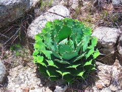 Agave nuusaviorum