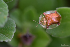 Aspidimorpha quadriremis
