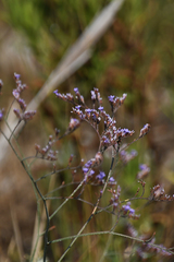 Limonium narbonense