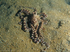 Thaumoctopus mimicus