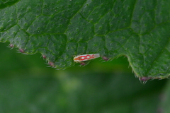 Zygina flammigera