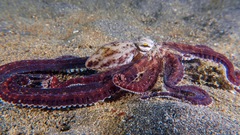 Thaumoctopus mimicus