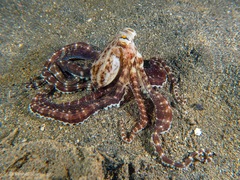 Thaumoctopus mimicus