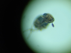 Baeus