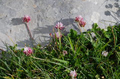 Trifolium thalii