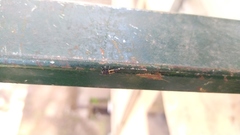 Harmonia axyridis