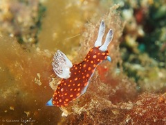Nembrotha