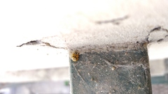 Harmonia axyridis