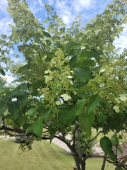Plagianthus