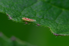 Zygina flammigera
