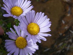 Polyarrhena reflexa reflexa