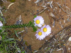 Polyarrhena reflexa reflexa