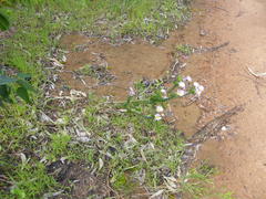 Polyarrhena reflexa reflexa