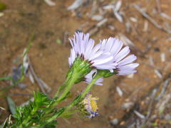 Polyarrhena reflexa reflexa