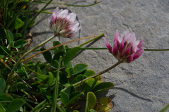 Trifolium thalii