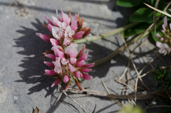 Trifolium thalii
