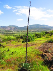 Agave nuusaviorum