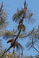 Pinus attenuata