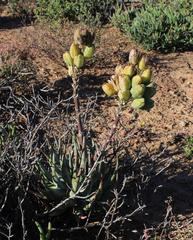 Aloe krapohliana