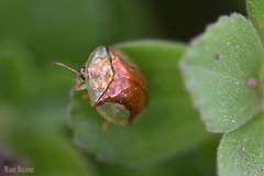 Aspidimorpha quadriremis