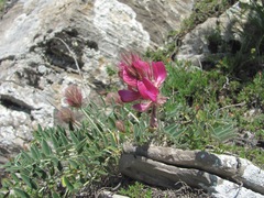 Hedysarum biebersteinii