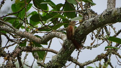 Cranioleuca curtata