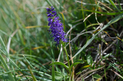 Veronica spicata spicata