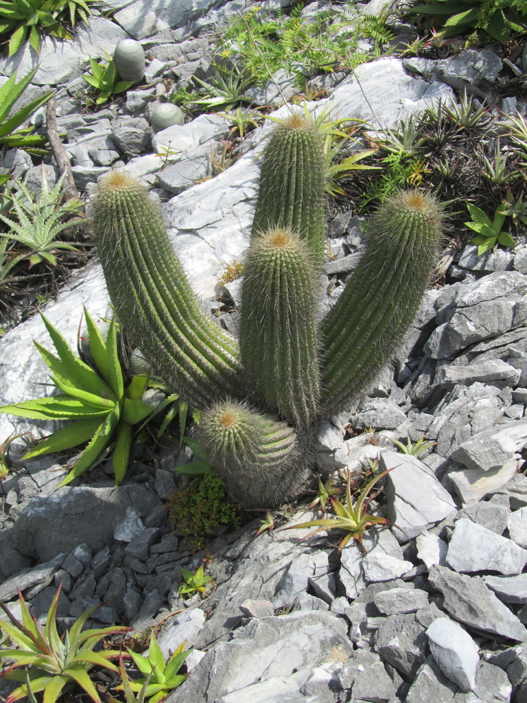 Cephalocereus nizandensis