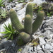 Cephalocereus nizandensis - Photo (c) Jorge A. Meave, some rights reserved (CC BY-NC), uploaded by Jorge A. Meave