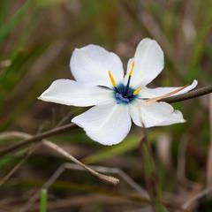 Aristea cantharophila