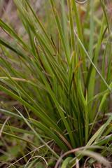 Aristea cantharophila