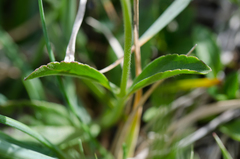 Veronica spicata spicata