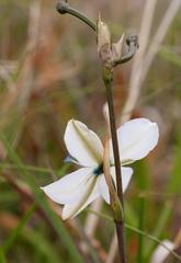 Aristea cantharophila